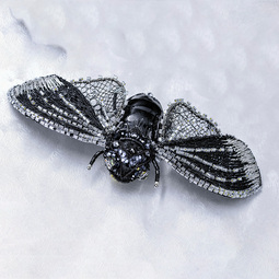 Black cicada